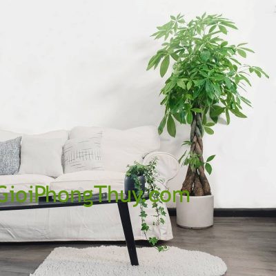 Cách bố trí cây xanh theo chuẩn phong thủy phong thủy tăng tài vận