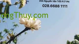 [ video ] ĐẠI BÀNG TRONG PHONG THUỶ