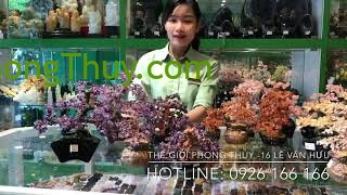 [Video] Cây tài lộc - Bí quyết rinh lộc vào nhà