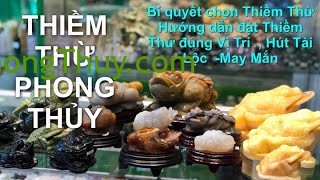 [Video]Thiềm Thừ Phong Thủy- Đua nhau "săn " Cóc 3 chân đá tự nhiên thu hút tài lộc