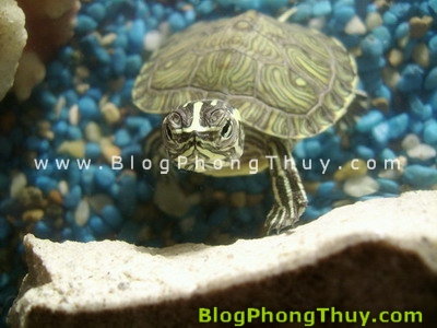than tai 03 Để được may mắn hơn