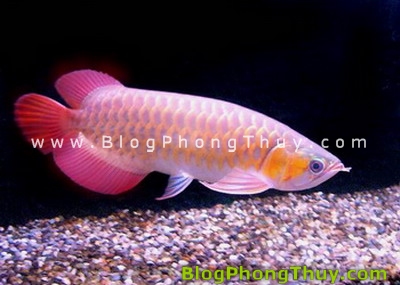 ca kim long ca rong phong thuy Chơi cá cảnh, cách chọn cá và đặt hồ cá theo Phong Thủy