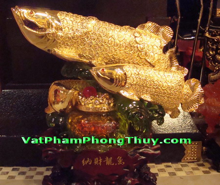 ca kim long ca rong vang Chơi cá cảnh, cách chọn cá và đặt hồ cá theo Phong Thủy
