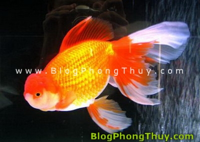 ca vang trong phong thuy Chơi cá cảnh, cách chọn cá và đặt hồ cá theo Phong Thủy