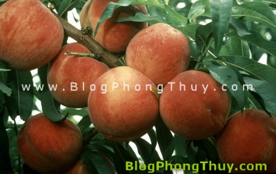qua dao phong thuy Những vật phẩm phong thủy mang biểu tượng Trường Thọ