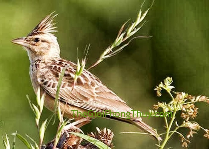 Thức ăn cho Chim Sơn Ca cao cấp (Skylark Bird) - Thức ăn cho chim